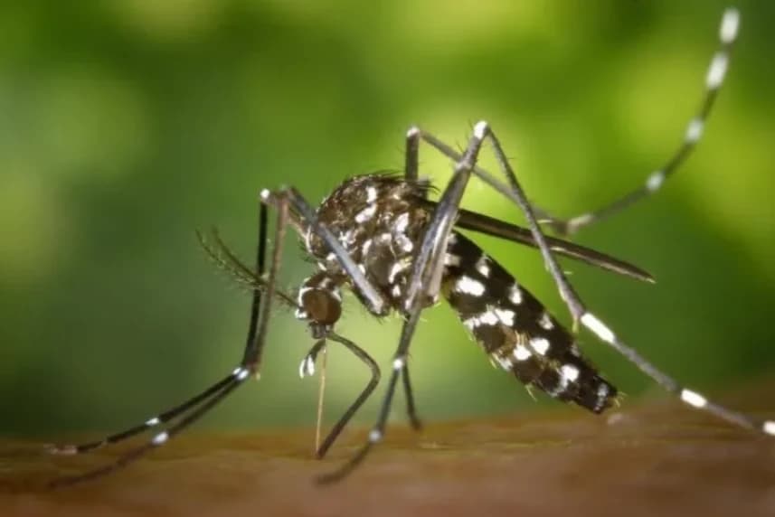 Walka z komarami rozpoczęta