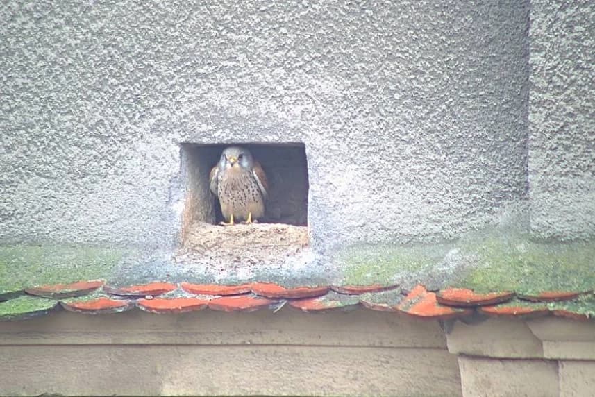 Pustułki znów w swoim gnieździe Pustułki znów w swoim gnieździe