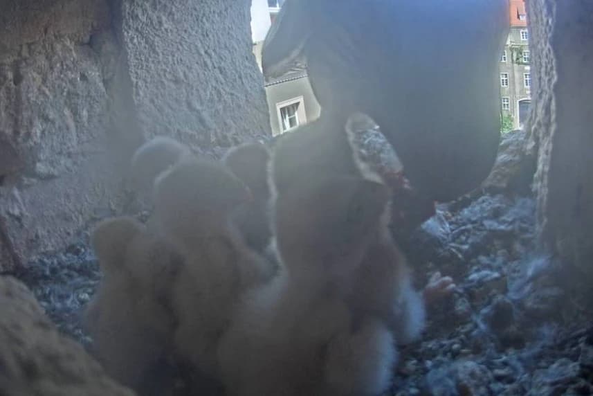 Młode pustułki już w komplecie Młode pustułki już w komplecie