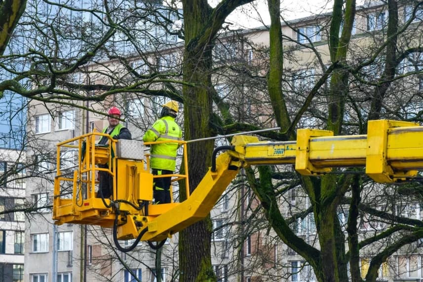 Pielęgnacja drzew na Placu Zwycięstwa Podczas zabiegów usuwane są chore, martwe, bądź uszkodzone gałęzie