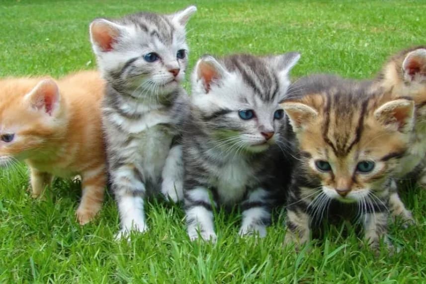 Miasto Szczecin pomaga zwierzętom Miasto Szczecin pomaga zwierzętom