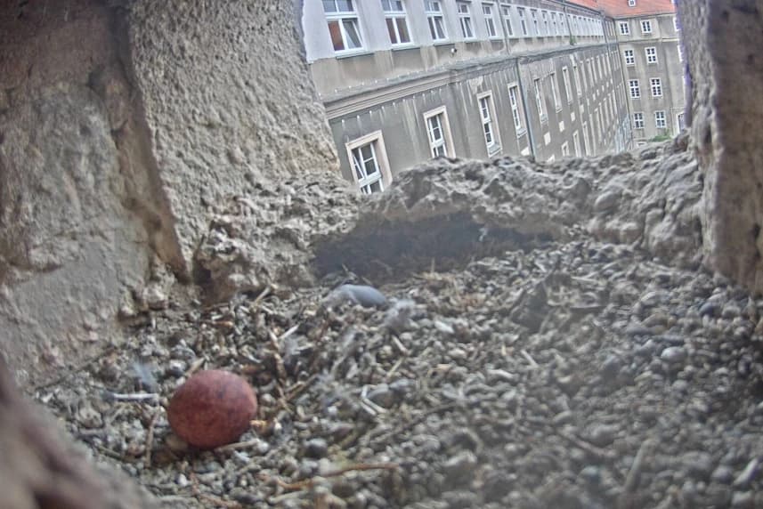 Pustułki wróciły do magistratu. Zobacz obraz z kamer Pustułki wróciły do magistratu. Zobacz obraz z kamer