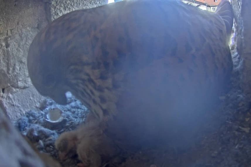 Skorupka już pękła Skorupka już pękła