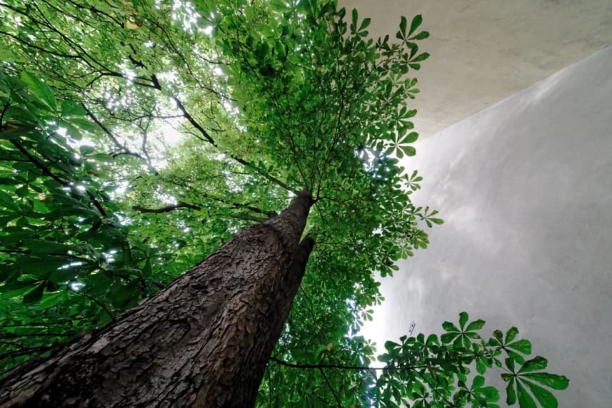 Pomniki przyrody lewobrzeżnej części Szczecina Pomniki przyrody lewobrzeżnej części Szczecina