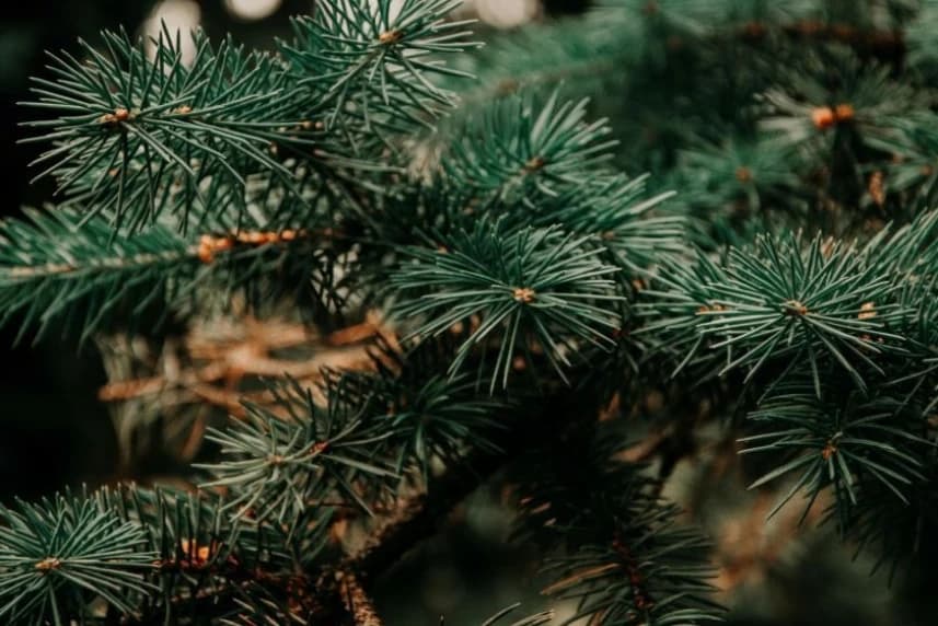 Co z choinką po świętach? Choinki jako tzw. odpady zielone, choinki muszą być pozbawione lampek, ozdób czy folii i wyjęte z doniczek.