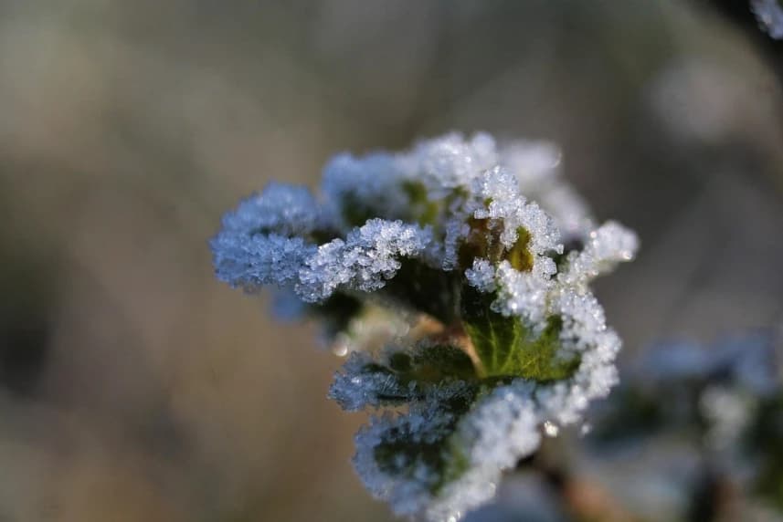 Uwaga! Możliwe przymrozki Uwaga! Możliwe przymrozki