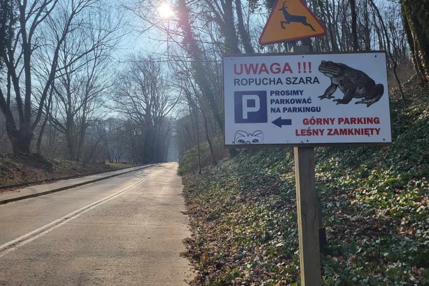 Uwaga! Ropuchy ruszyły w drogę Uwaga! Ropuchy ruszyły w drogę