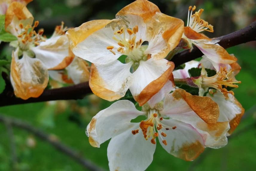 Uwaga! Możliwe przymrozki Uwaga! Możliwe przymrozki