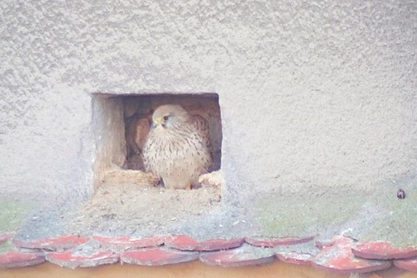 Obserwuj życie rodziny pustułek na żywo! Obserwuj życie rodziny pustułek na żywo!
