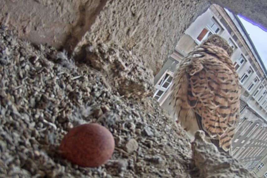 Wielkanocne (?) jajo w Urzędzie Miejskim Wielkanocne (?) jajo w Urzędzie Miejskim