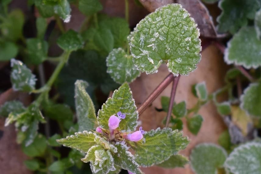 Przymrozki na terenie Szczecina Przymrozki na terenie Szczecina