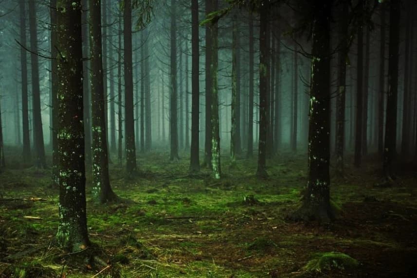 Zbadają zasoby węgla w glebach Las