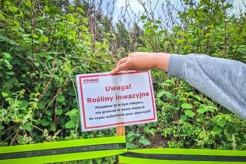 Zielony intruz na placu budowy Zielony intruz na placu budowy