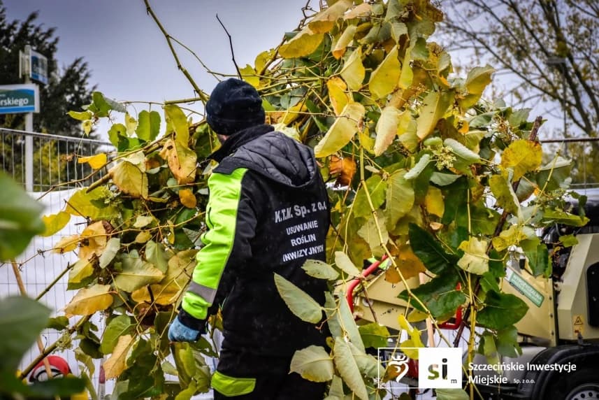 Zielony intruz znika z Trasy Północnej Ruszyły prace związane z eliminacją rdestowca rosnącego w obrębie Trasy Północnej.
