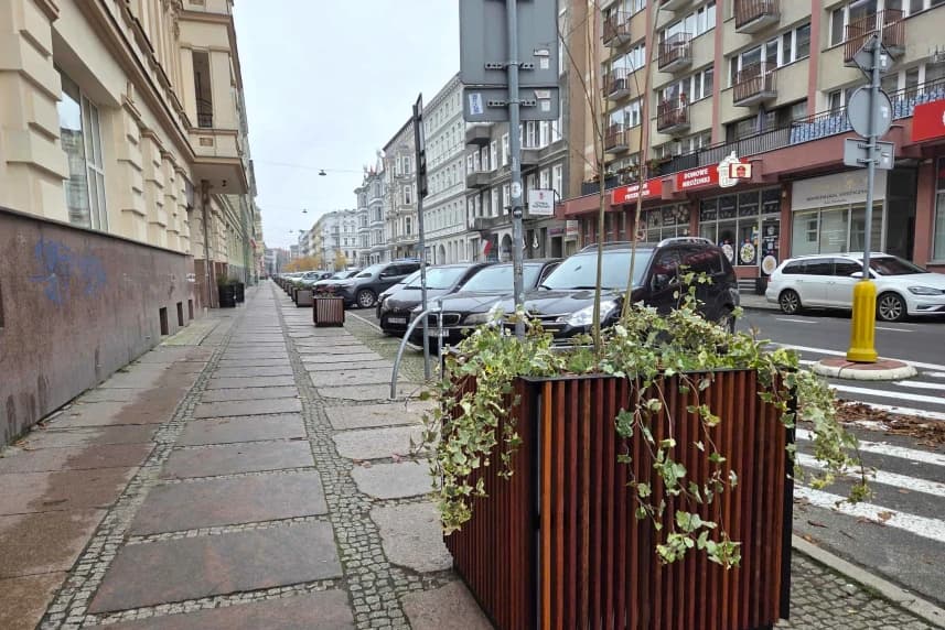 Bambusy i pstrolistki na Jagiellońskiej Bambusy i pstrolistki na Jagiellońskiej