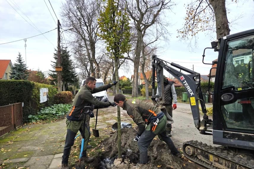 Ponad 800 nowych drzew w całym Szczecinie Ponad 800 nowych drzew w całym Szczecinie
