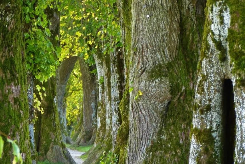 Szczecin dba o pomniki przyrody Szpaler starych drzew