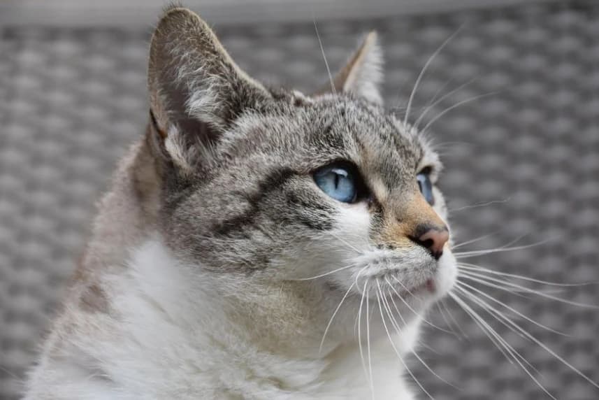 Karma dla opiekunów kotów wolno żyjących Szaro-biały kot. Fot. pixabay.com