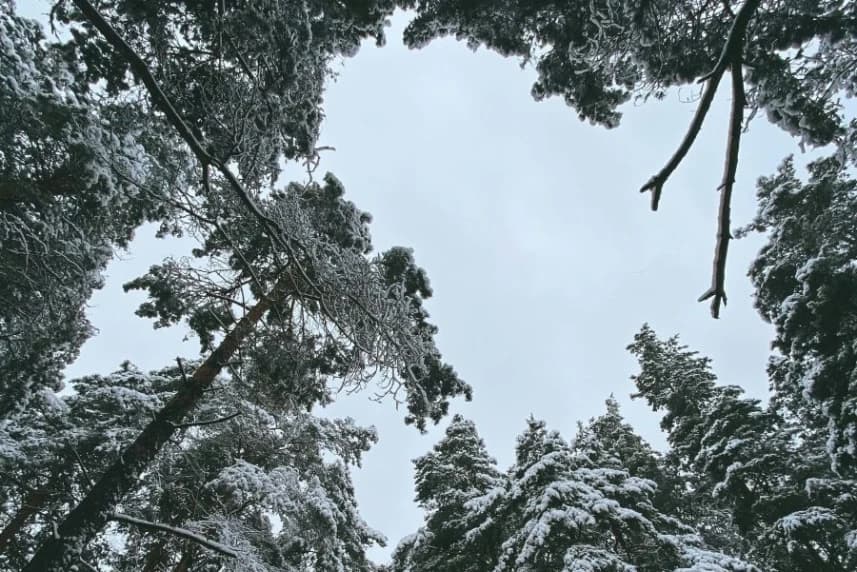 Uwaga na oblodzenia w lesie Zaśnieżone drzewa w lesie.