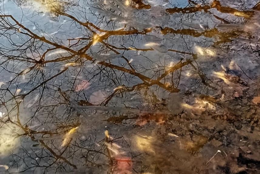 Śnięte ryby. Mieszkańcy alarmują, strażnicy miejscy interweniują Śnięte ryby w stawie przy ulicy Przytulnej.