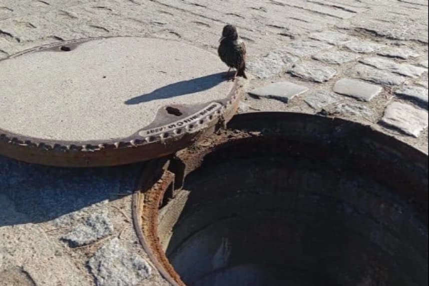 Szczecińscy wodociągowcy ruszyli na ratunek ptaszkowi Ptak przy otwartej studzience kanalizacyjnej.