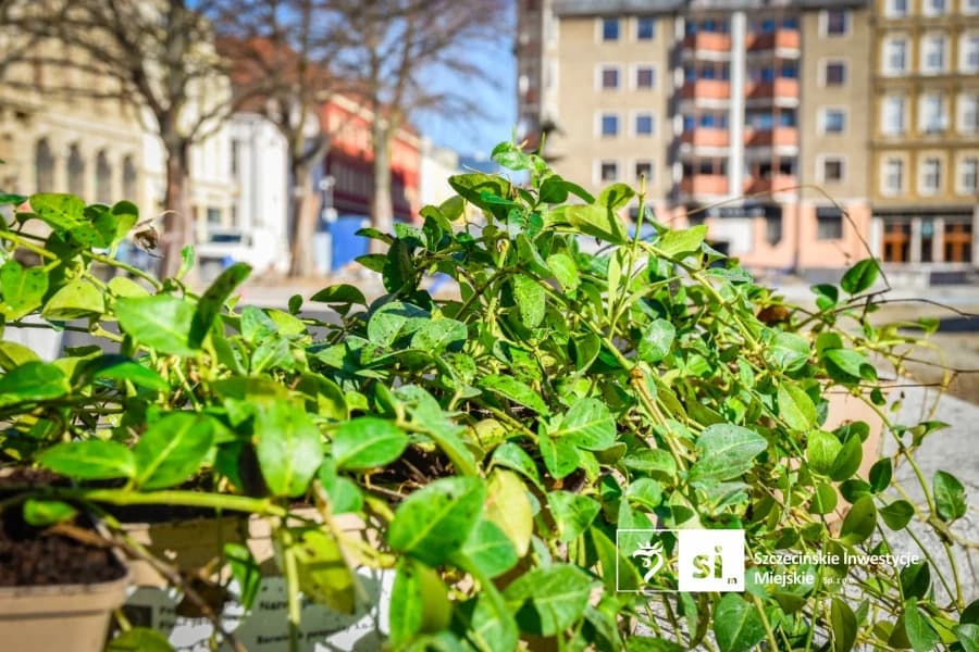 Wiosna na placu Orła Białego. Rozpoczynamy prace przy nasadzeniach zieleni Wiosna na placu Orła Białego. Rozpoczynamy prace przy nasadzeniach zieleni