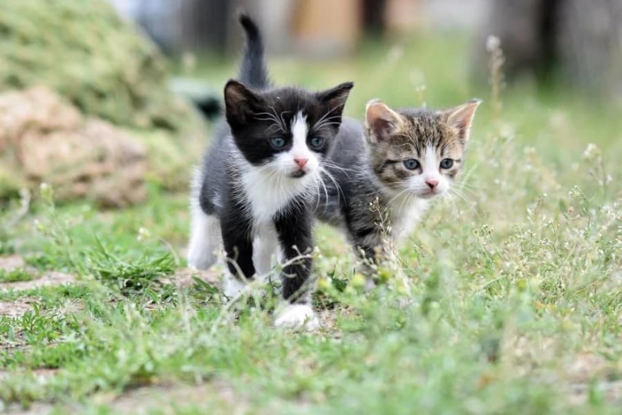 Miliony dla zwierzaków w potrzebie Dwa małe koty