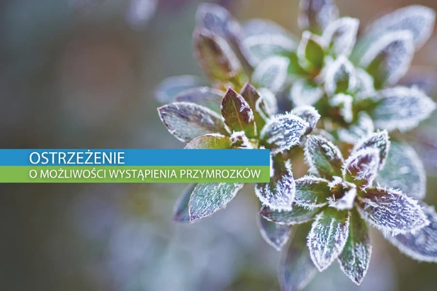 Ostrzeżenie przed przymrozkiem Grafika ilustracyjna