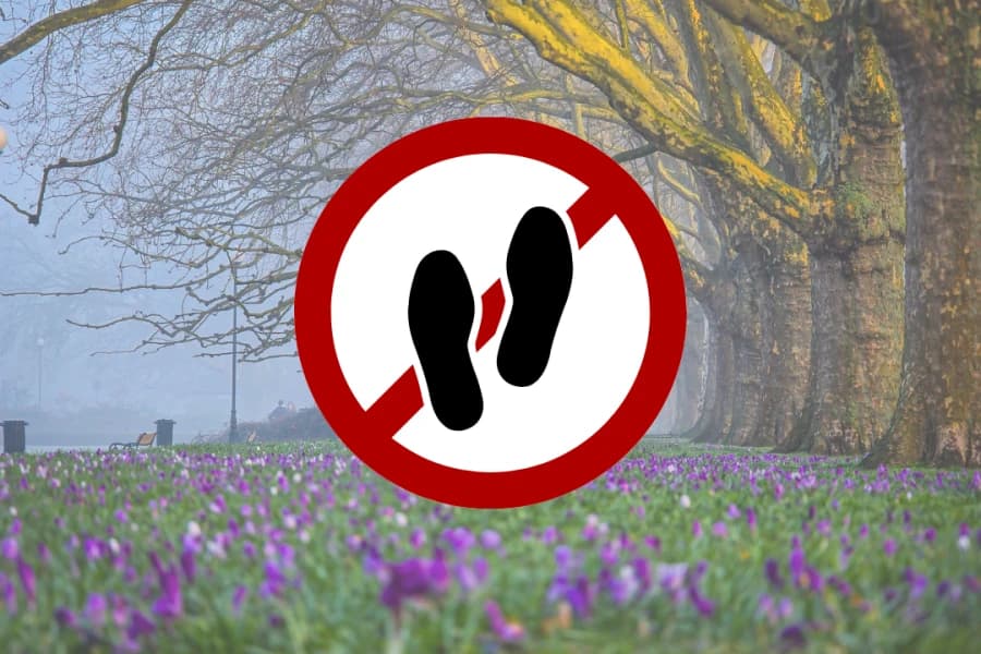 Krokusy w Szczecinie. Jakie są kary za ich niszczenie? Grafika ilustracyjna