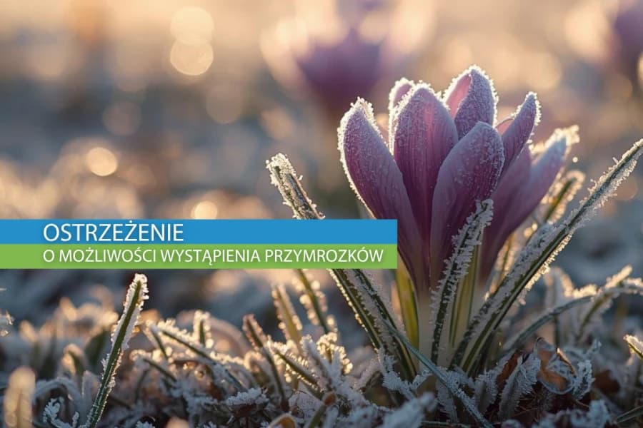 Ostrzeżenie przed przymrozkiem Grafika ilustracyjna