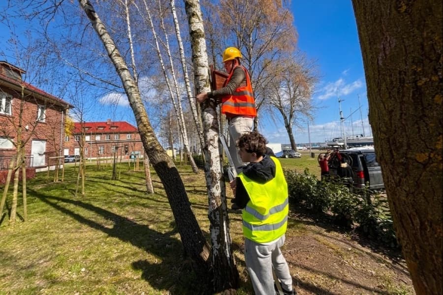 Ptasia kawalerka na terenie przystani Centrum Żeglarskiego Moment zawieszania budki lęgowej na drzewie.