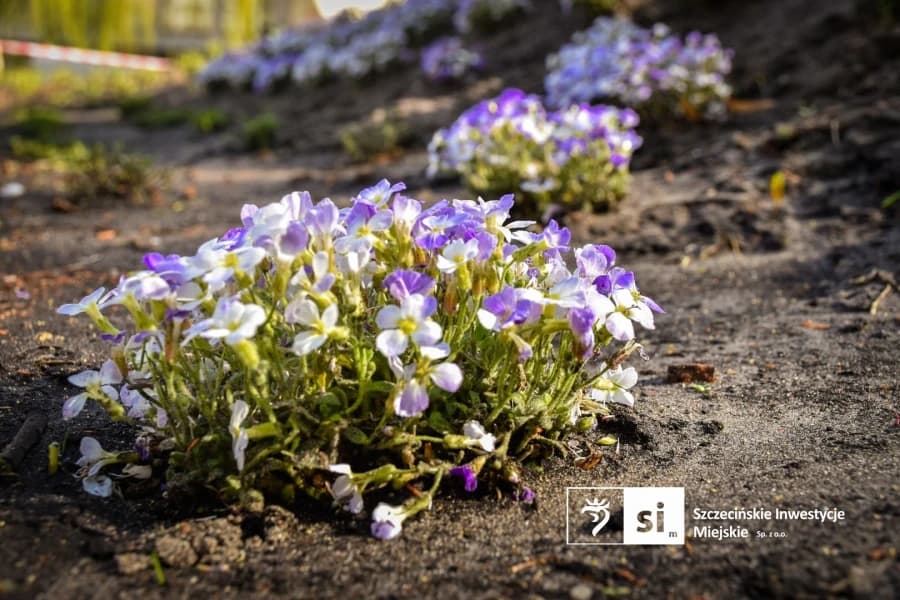 Plac Orła Białego się zazielenia. Trwają nasadzenia drzew i roślin ozdobnych Plac Orła Białego się zazielenia.