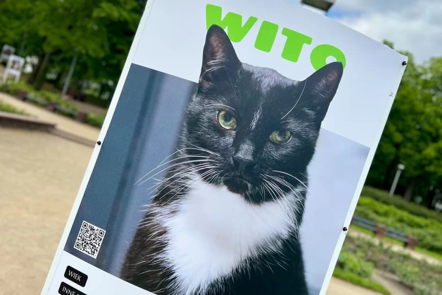 Znajdź przyjaciela na całe życie. Schronisko w Szczecinie zaprasza na Różany Szlak Adopcji Adopcje zwierząt w Szczecinie