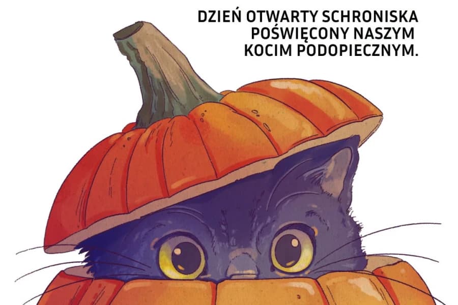 Czarne koty wciąż czekają na domy. Szczecińskie schronisko chce odczarować mit Halloween z czarnym kotem