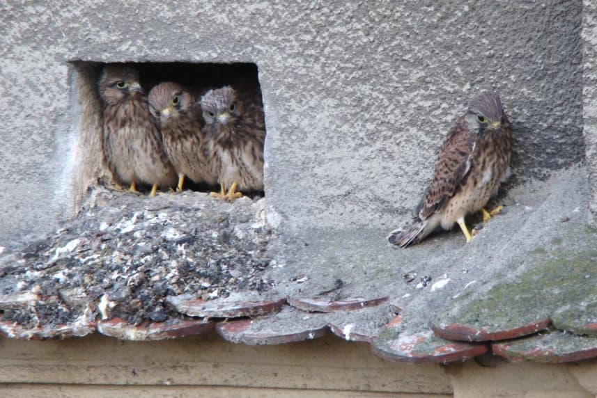 Pustułki coraz bardziej samodzielne Pustułki coraz bardziej samodzielne