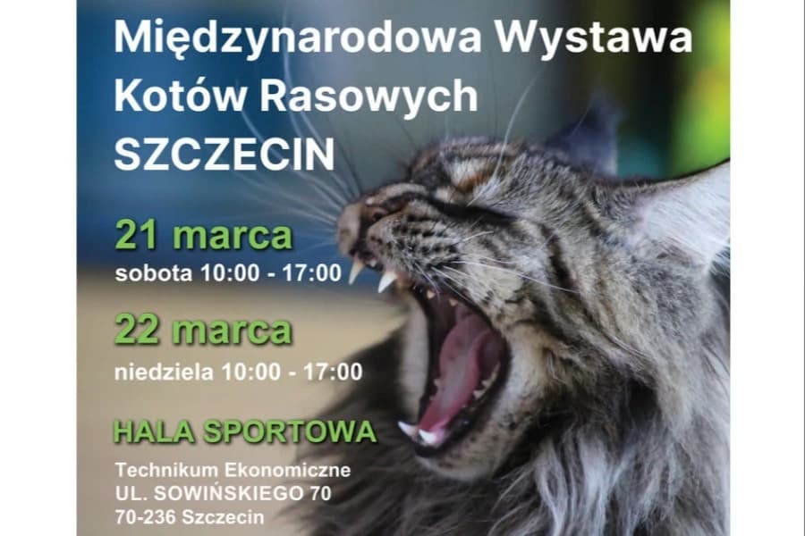Międzynarodowa Wystawa Kotów Rasowych